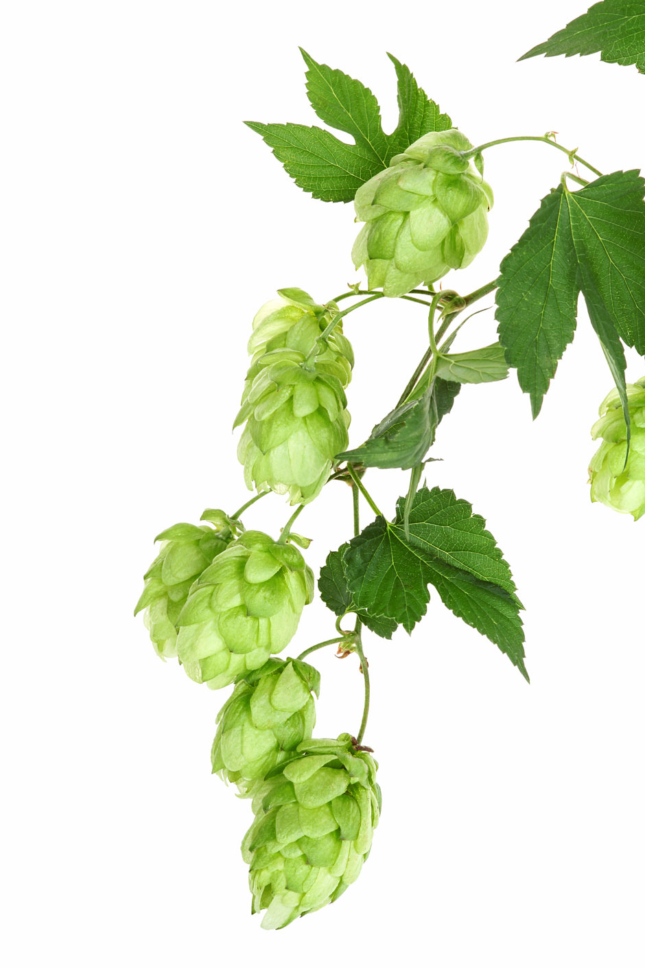hopfen